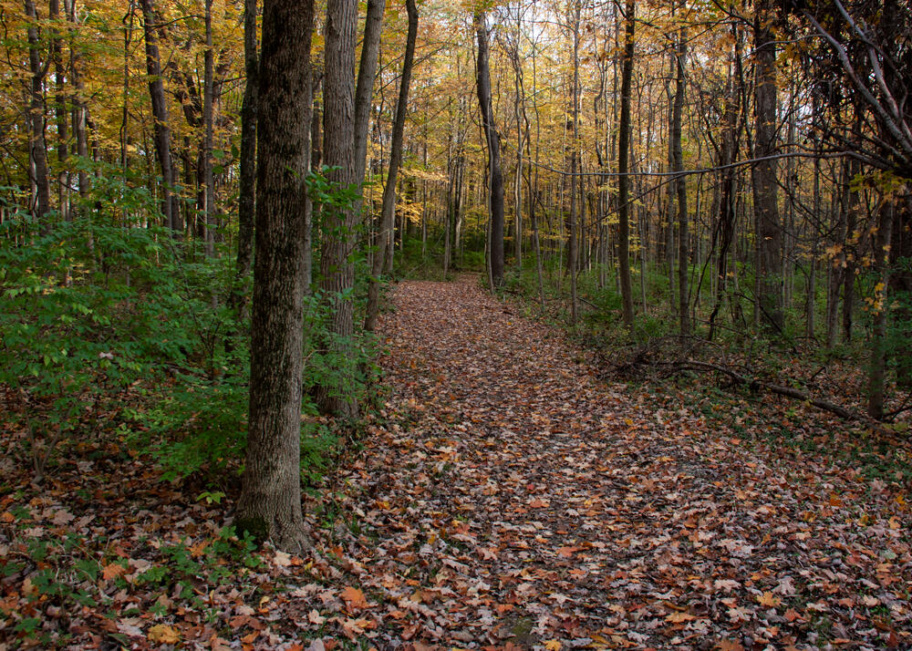 Maple trees in fall color with path