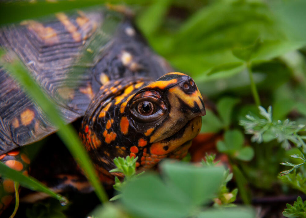 Eastern box turtle